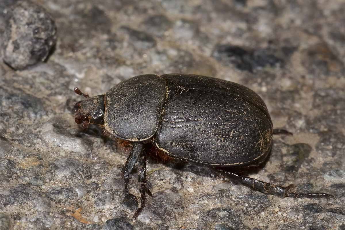 Pentodon bidens ssp. punctatus, Dynastidae